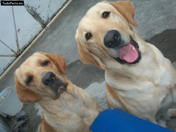 Foto del perro Nala y russell