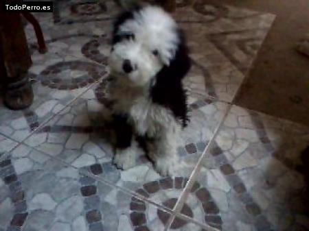 Foto del perro Candy