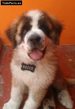 Foto del perro Rocco