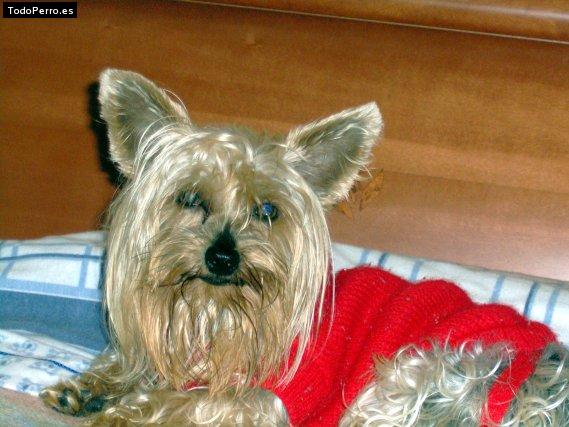 Foto del perro Yorki