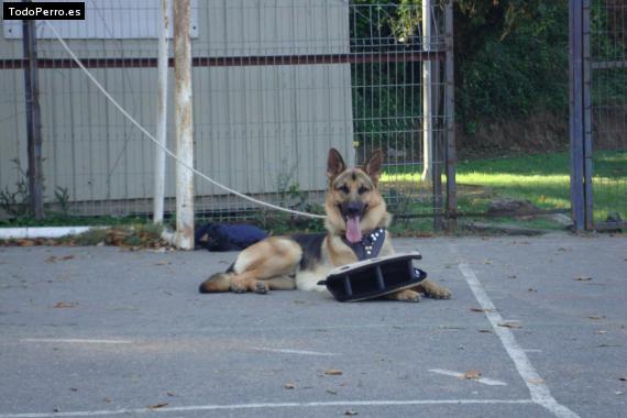 Foto del perro Toky