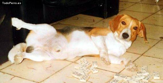 Foto del perro Nicky