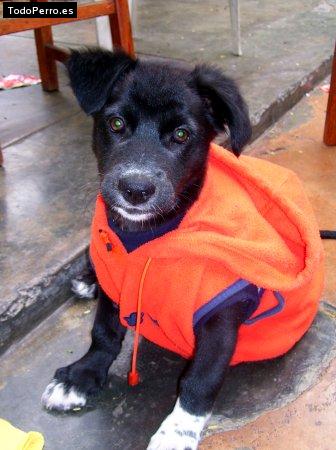 Foto del perro Bad