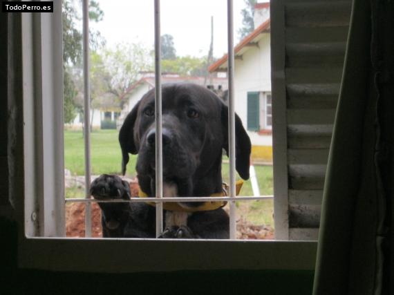 Foto del perro Ciciño