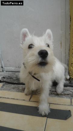 Foto del perro Hercules