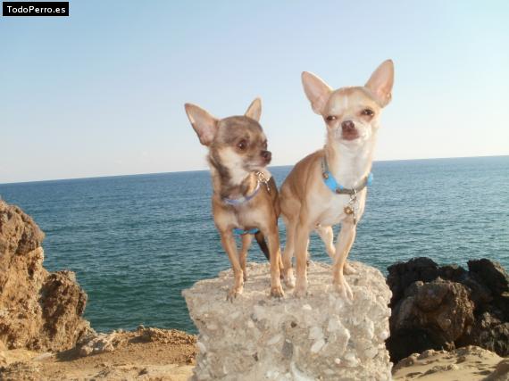 Foto del perro Balto y dama