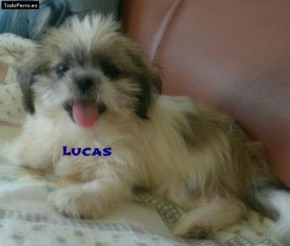 Foto del perro Lucas