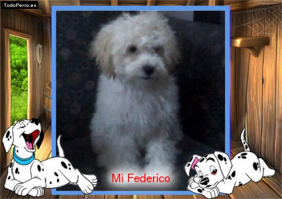 Foto del perro Federico