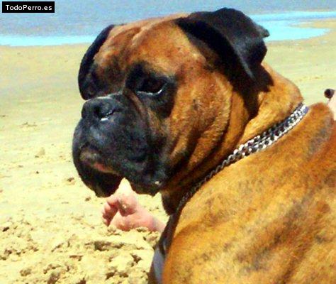 Foto del perro Balon