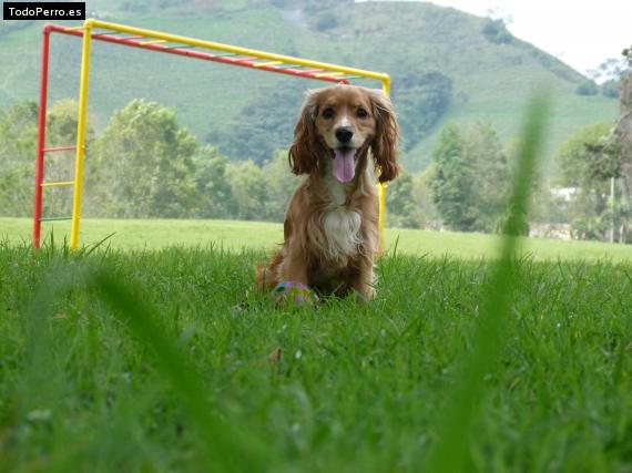 Foto del perro Kody