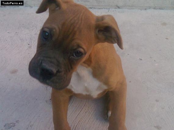 Foto del perro Chato diaz niño