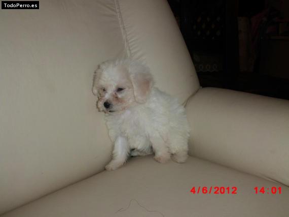 Foto del perro Candy