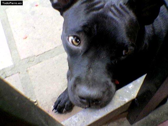 Foto del perro Negra