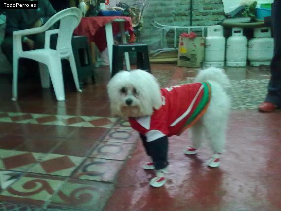 Foto del perro Locky