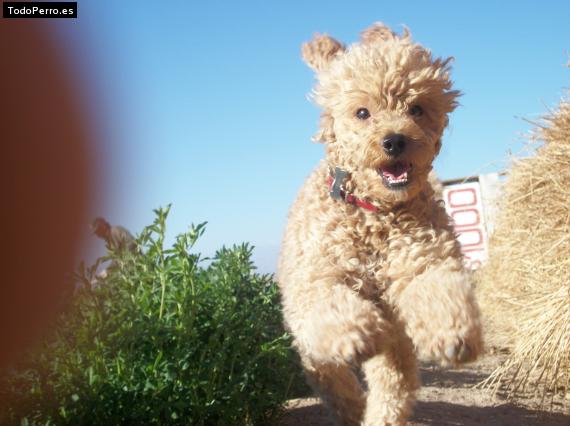 Foto del perro Niño