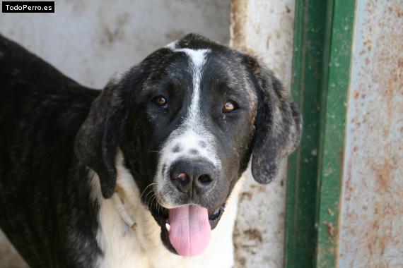 Foto del perro Gipsy