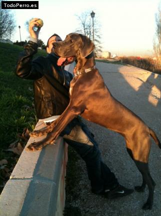 Foto del perro Hanna de caesardogos