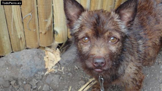 Foto del perro Canelo