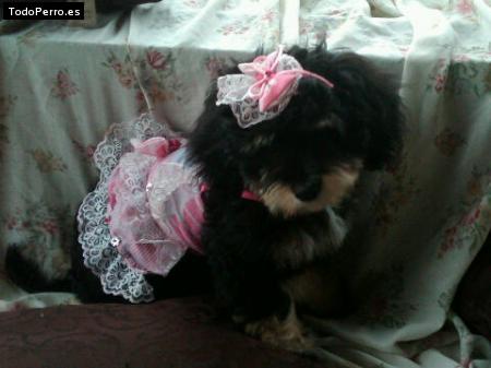 Foto del perro Ebony marie