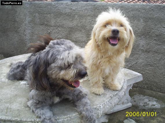 Foto del perro Roky y diamante