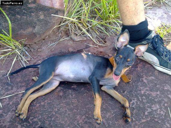 Foto del perro Ivy