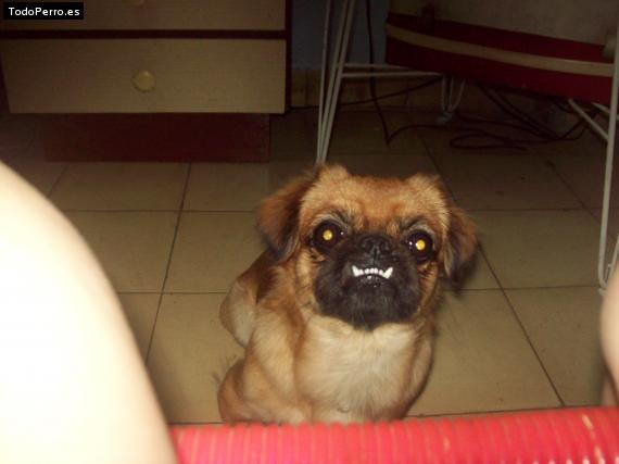 Foto del perro Toby