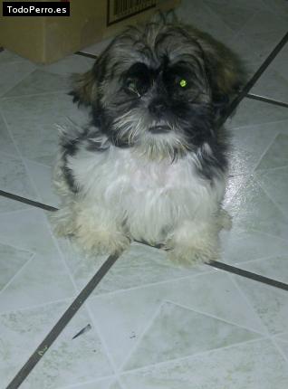 Foto del perro Sharly