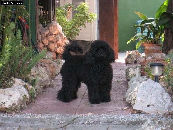 Foto del perro Chiky