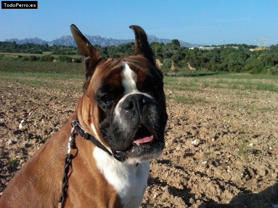 Foto del perro Brujo de las islas