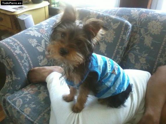 La foto del perro