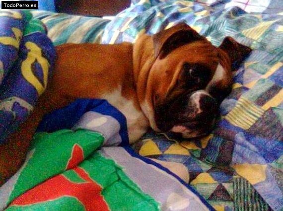 Foto del perro Scooby
