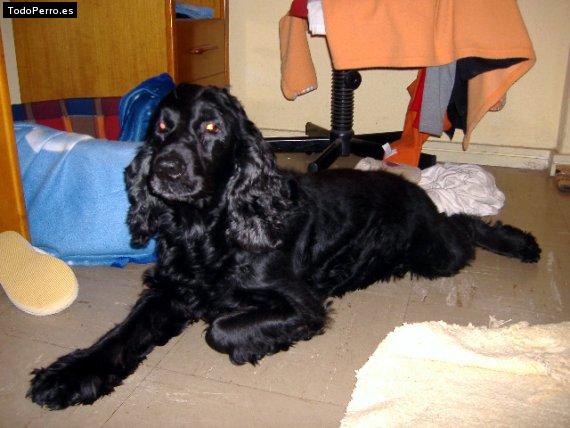 Foto del perro Bosi