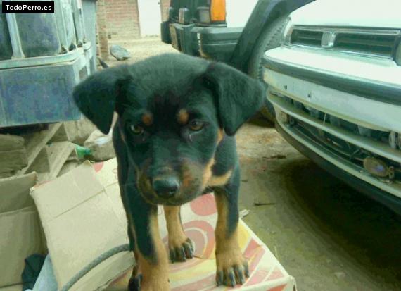 Foto del perro Negra