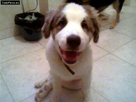 Foto del perro Sharos-k
