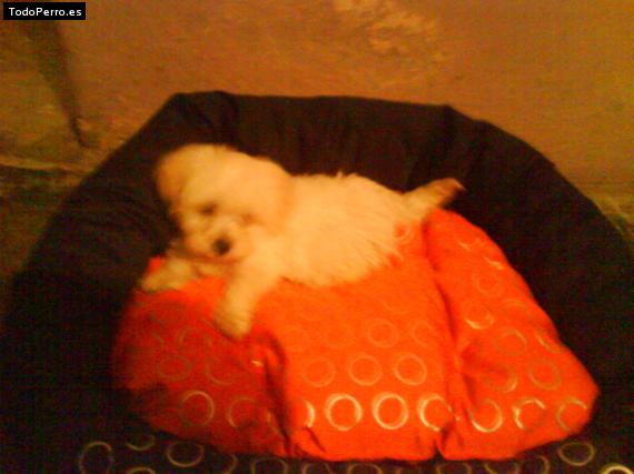 Foto del perro Jugeton