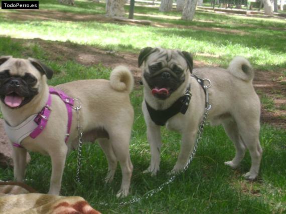 Foto del perro Bombom y candy