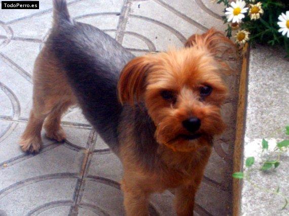 Foto del perro Tete