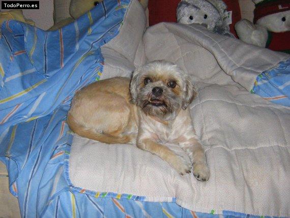 Foto del perro Tuca