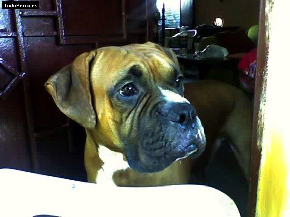 Foto del perro Ringo 