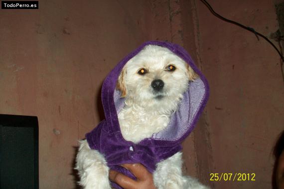 Foto del perro Barby