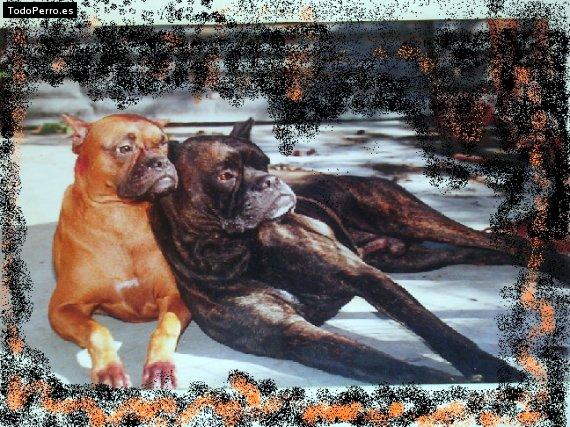 Foto del perro Troy y troyka