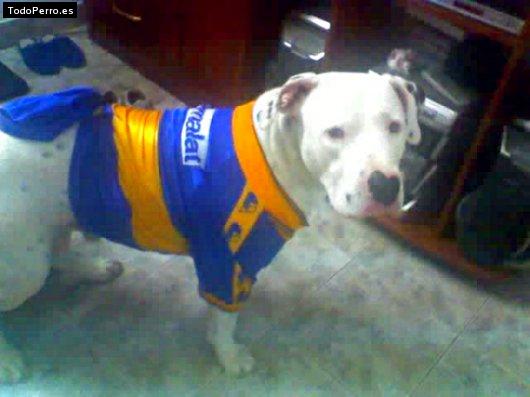 Foto del perro Bolko