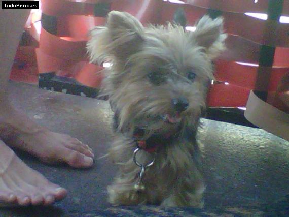 La foto del perro