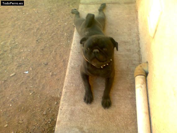 Foto del perro Blacky