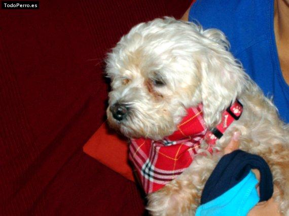 Foto del perro Scotty