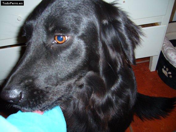 Foto del perro Shiva