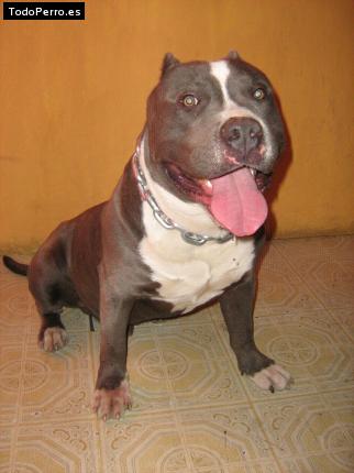 Foto del perro Chester blue