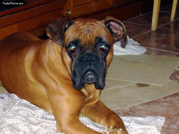 Foto del perro Taz