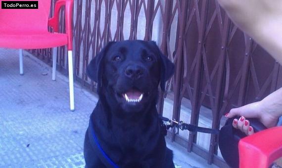 Foto del perro Athos