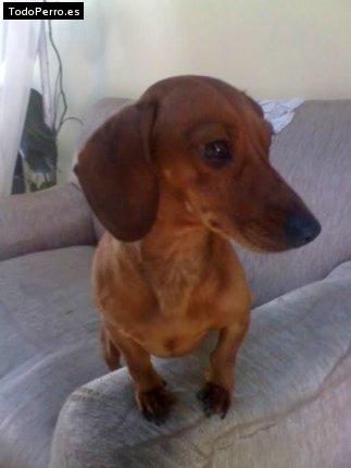 Foto del perro Ninel
